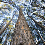 100RACINER - association belge dans le cadre de la plantation des arbres